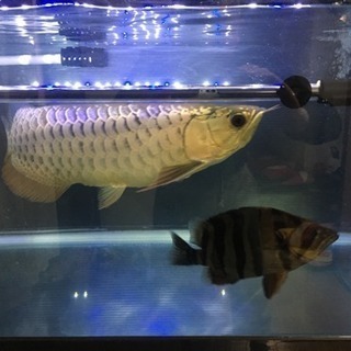 アロワナ 古代魚 過背金龍 ゴールデンヘッド 水槽 レイシー