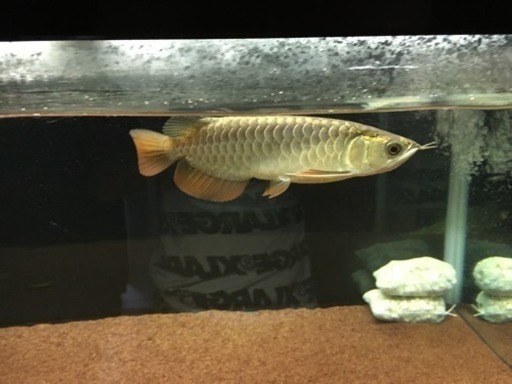 アロワナ 古代魚 過背金龍 ゴールデンヘッド 水槽 レイシー