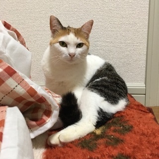 飼主さん募集 − 熊本県