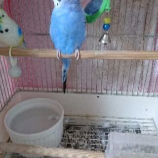 セキセイインコ(性別不明)3歳くらい