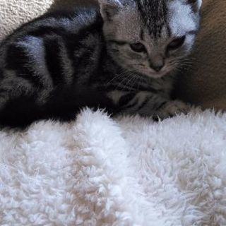目に障害がある子猫ちゃん べっちさん 名古屋の猫の里親募集 ジモティー 目に障害がある子猫ちゃん べっちさん 名古屋の猫の里親募集 ジモティー