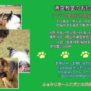 愛犬とのお散歩でお悩み解決の画像