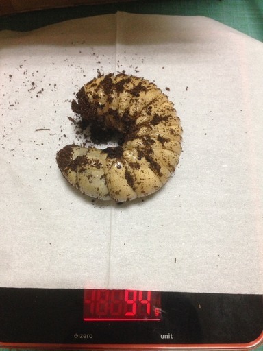 ヘラクレスオオカブト 幼虫 90g 94g 102g 3匹