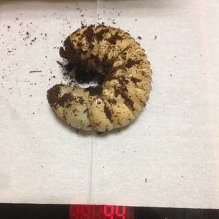 ヘラクレスオオカブト 幼虫 90g 94g 102g 3匹
