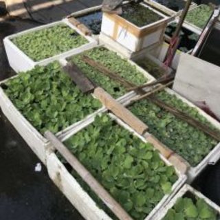 アクアリウム販売