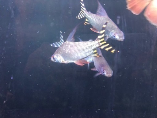 シルバープロキロダス！苔取りに！ 熱帯魚 水槽