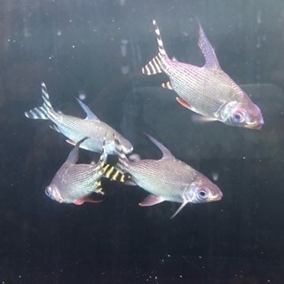 シルバープロキロダス！苔取りに！ 熱帯魚 水槽