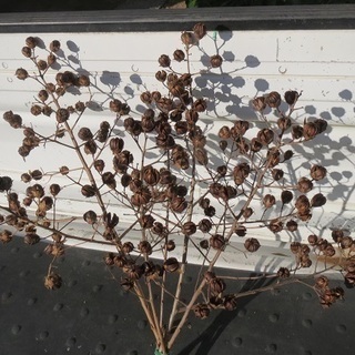 サルスベリの種付き枝5本