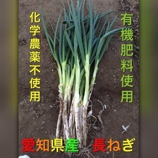 愛知県産長ねぎ  有機栽培  化学農薬不使用   3キロ以上