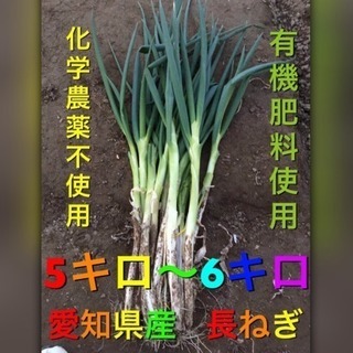 愛知県産長ねぎ  化学農薬不使用   5キロ以上