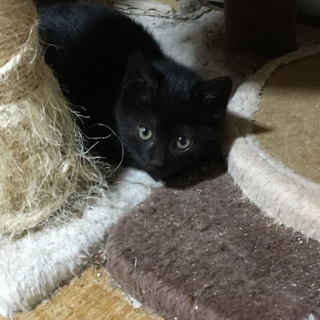 かわいい子猫、里親募集します。 − 宮城県