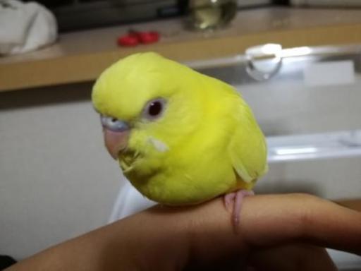 雛 餌 インコ セキセイ