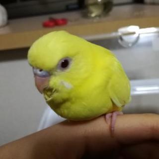 セキセイインコ(中雛)　10月下旬生まれ