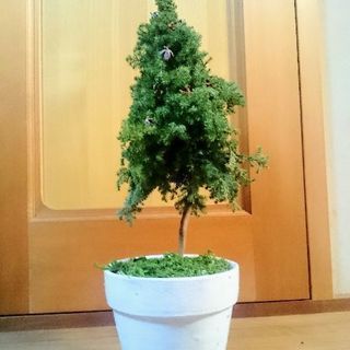 ●生のコニファーで作ったクリスマスツリー55cm●ハンドメイド●