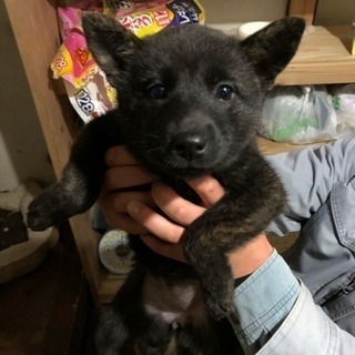 甲斐犬 メス 生後2ヶ月の子犬です