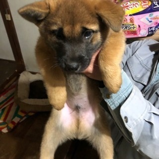 甲斐犬 オス 生後2ヶ月の子犬です