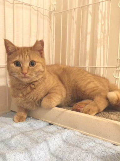 茶トラのちゃみ 生後6ヶ月 まきし ねこ藩 市川の猫の里親募集 ジモティー