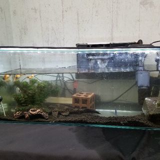 熱帯魚➕水槽55×25×20➕LEDﾗｲﾄ、浄化器、その他全て揃...