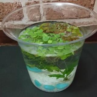 水草4種セット