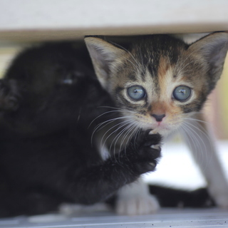 野良猫の子供です　三毛猫メス