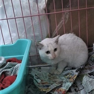 「幸せを呼ぶ」巻きしっぽの可愛い真っ白な子猫！