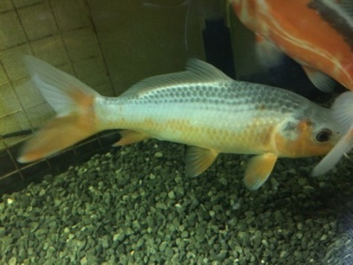 細海産 浅黄 錦鯉 Viper 新守山のその他の中古あげます 譲ります ジモティーで不用品の処分
