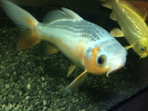 細海産 浅黄 錦鯉 Viper 新守山のその他の中古あげます 譲ります ジモティーで不用品の処分