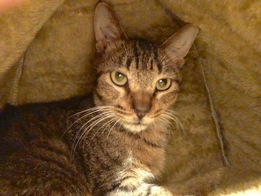 ライオンの赤ちゃんみたいな 4か月の男の子 アバターjake チョロじぃ 茗荷谷の猫の里親募集 ジモティー ライオンの赤ちゃんみたいな 4か月の男の子 アバターjake チョロじぃ 茗荷谷の猫の里親募集 ジモティー