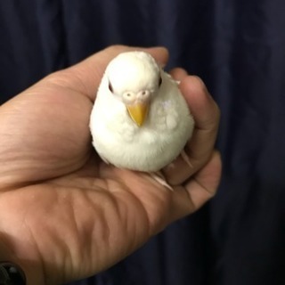 【博多】セキセイインコを引き取って頂ける方 - その他