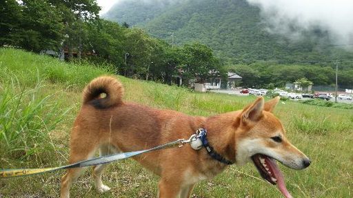 柴犬♂1才2ヶ月(群馬県) (MarcoPagot) 邑楽の柴犬の里親募集｜ジモティー