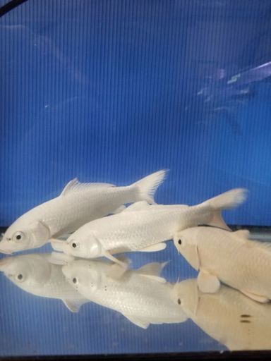 熱帯魚、水槽、プラチナ、鯉