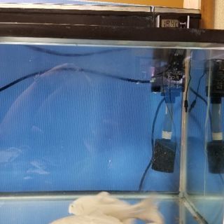熱帯魚、水槽、プラチナ、鯉