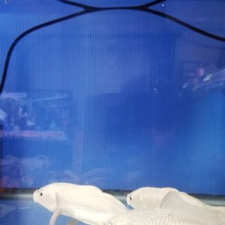 熱帯魚、水槽、プラチナ、鯉