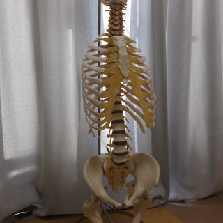 ■骨格模型（胸郭・股関節付脊椎骨盤模型）スタンド付　ドイツ製ソム...