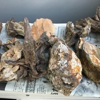 アクアリウム 木化石＋αと流木セット