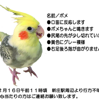 迷子のオカメインコを探しています