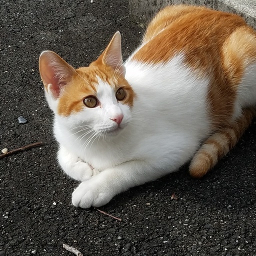 仲良し子猫兄弟 生後7カ月 の里親様 募集です ルナルナ 石切の猫の里親募集 ジモティー