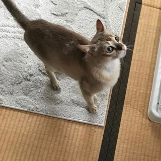 アビシニアン風 オス 約2歳 − 富山県