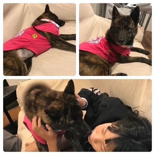 里親決定 小柄な甲斐犬の女の子 推定2 5歳 里親募集 Tera 大田のその他の里親募集 ジモティー