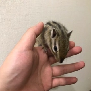 シマリスの飼育経験がある方にお譲りします！（※タワーケージ付き）