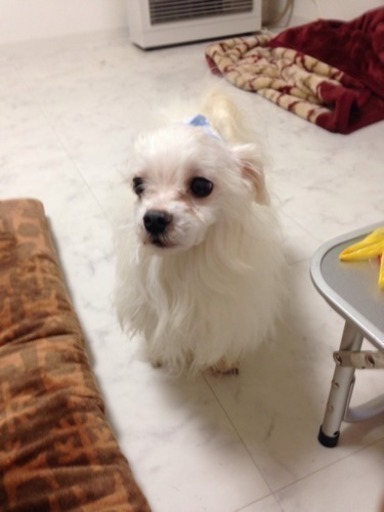 里親募集します はま 札幌の犬の里親募集 ジモティー