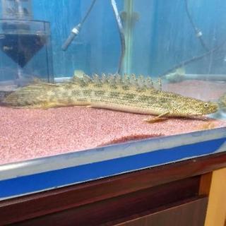 熱帯魚 ポリプテルス アンソルギー