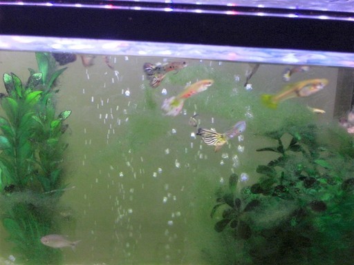 ６０センチ水槽 生体 グッピー テトラ など多数 ちゃお99 西鉄平尾のその他の中古あげます 譲ります ジモティーで不用品の処分