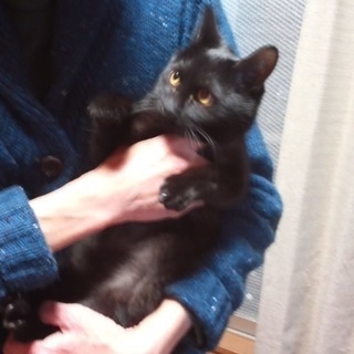黒猫のスミちゃんです