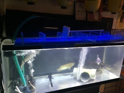 150×60×60大型アクリル水槽！熱帯魚