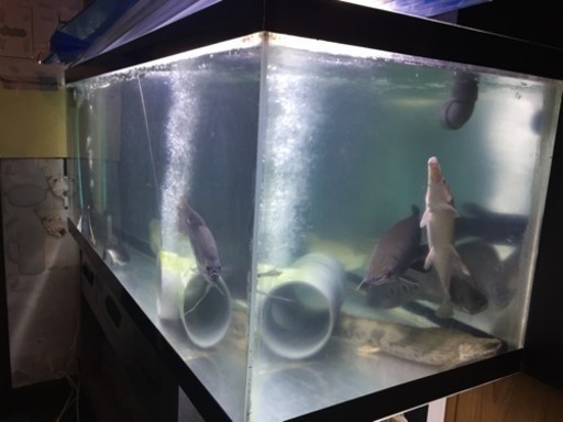150×60×60大型アクリル水槽！熱帯魚
