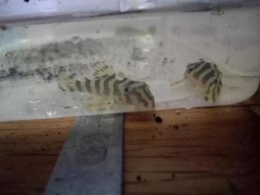 【配達可能】熱帯魚　クイーンインペリアルタイガー　ペコルティア5匹セット