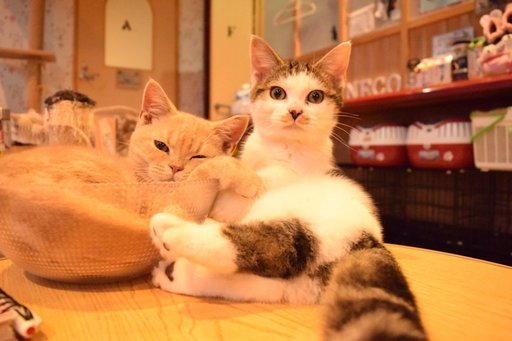 飛び込み歓迎 1 13 土 第一回大分では珍しいラフな交流会in猫カフェねこ どらさん 別府のパーティーのイベント参加者募集 無料掲載の掲示板 ジモティー 飛び込み歓迎 1 13 土 第一回大分では珍しいラフな交流会in猫カフェねこ どらさん 別府のパーティーのイベント参加者募集 無料掲載の掲示板 ジモティー
