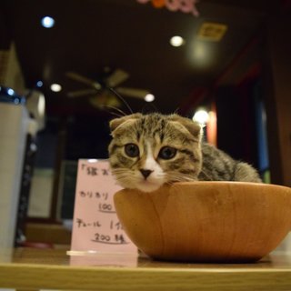 ★飛び込み可★第2回　ねここんin猫カフェねこ（猫が仲介するラフ...