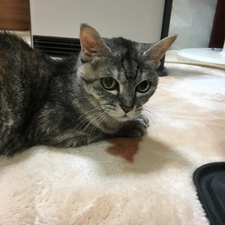 猫の里親さん探しています